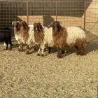 خرفان للبيع مقفلة