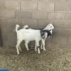 جفار بيض