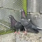 للبيع جوز قطيفي قلاب