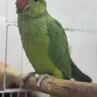 فرخ دره نهايه غر اليف هدد