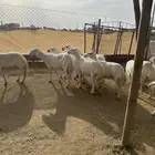 10 ضان تحتها 9