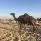 للبيع ناقه لقحه