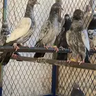 طبات للبيع