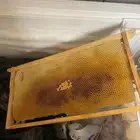 براويز نحل منفوش مجمد