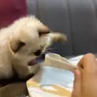 قطوتين للبيع