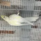 للبيع ذكر لاتينو على السوم من ريال