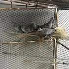قماري