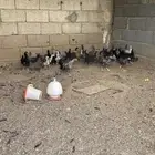 صوص دجاج للبيع