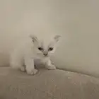 قطط
