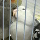 روز اليف مرره