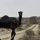 بعير مجهم