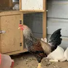 بسم الله ما شاء الله تبارك الرحمن ديك تركي مستوى فاخر