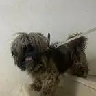 كاسيك