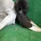 حمام جاكوبين ( تم البيع )