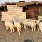 بهم تربيه نظيف