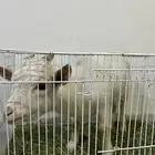 ماعز قزم