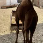 قعود لباني