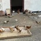 دجاج بلدي