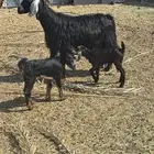 عنز متاومه طيبه