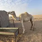 ناقه سديس