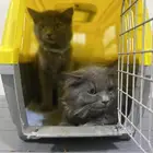 قطط ألليفه عمرها شهرين وعليها