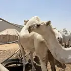 ناقه وبكرا