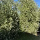 شجر زيتون اربوزانا واربوكينا