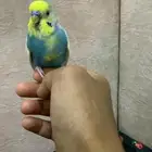 بدجي أليف مره مدرب نوع ذاكر