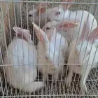 ارانب للبيع فرنسي