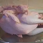 ديك رومي مذبوح