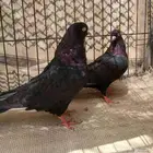 للبيع جوز قطيفي