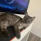 قطط للتبني