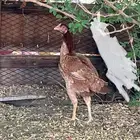 دجاج باكستاني وديك للبيع
