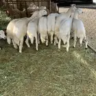 خرفان كفو