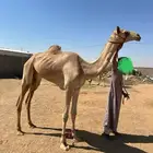 بكره حقه تروح لقيه
