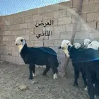 خرفان للبيع