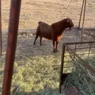 تيس احس فحل اجم فاخر للبيع