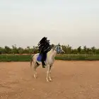 فرس واهو شيخه و لقاح