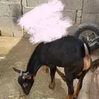 تيوس دهم تم البيع
