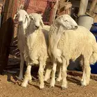 ذبائح بلدي للمناسبات والافراح تربية مو حلال والدي نظيفة