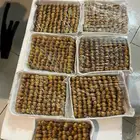 للبيع طيور دخل