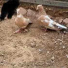 صنعاني حجم صغير