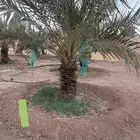 نخل نقايل عدد 16 بدون مقابل