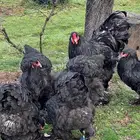 براهما توب فاخر