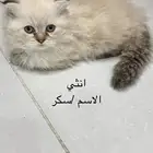 قطط صغيرة للبيع