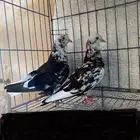 حمام قطيفي نمش