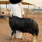 طلي نجدي فحل كفو شرط اضراب سنه جامع