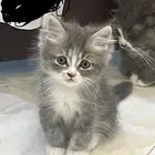قطط