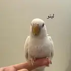 ماشاءالله طيور روز للبيع اذكرو الله نهاية غر اليف جدا