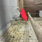 ذكر روز منتج. تم  البيع